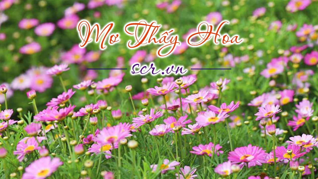 Vườn hoa đã nở rộ