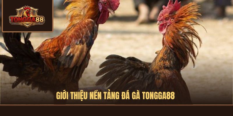 Giới thiệu nền tảng đá gà TONGGA88