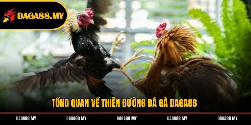 Tổng quan về thiên đường đá gà DAGA88