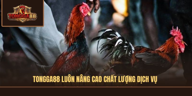 TONGGA88 luôn nâng cao chất lượng dịch vụ