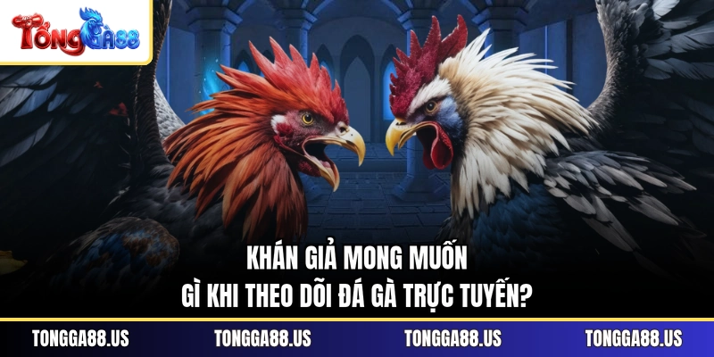 Khán giả mong muốn gì khi theo dõi đá gà trực tuyến? 