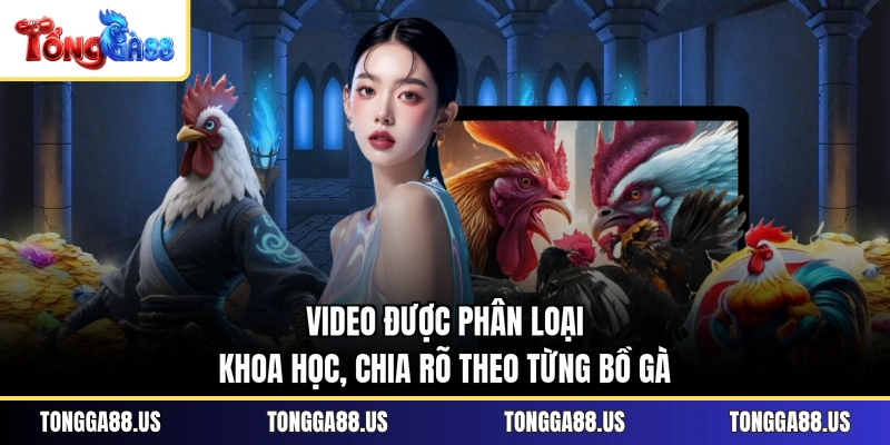 Video được phân loại khoa học, chia rõ theo từng bồ gà